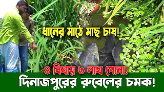 ধানের জমিতে কার্ফু, সিং ও কই মাছ চাষ! ৪ বিঘায় ৩ লাখ পোনা | দিনাজপুরের রুবেলের বিপ্লবী উদ্যোগ