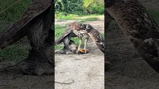 Hawk eagle attacking a hen on the ground #youtube #nature #birds #like #eagle 