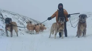 Kış Geldi Çobanlar Kurtlar İçin Telaşlı