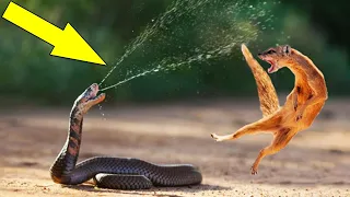 3 Animales Que Se Enfrentan A Serpientes Muy Venenosas Y Que Debes Conocer - 100%JC