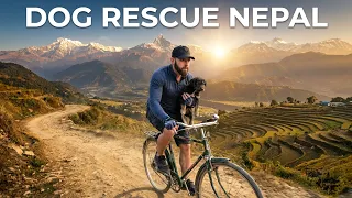 Cycling Nepal: The Homeless Doggo 🇳🇵