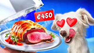 ICH KOCHE EIN 3-GÄNGE HUNDE-MENÜ