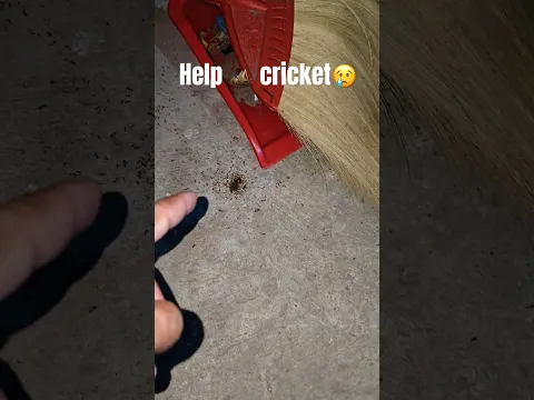 😢cricket 🦗🤏#animal #fish #scorpion #millipede #monkey #shorts #frog #dogs #insects #nature #viral
