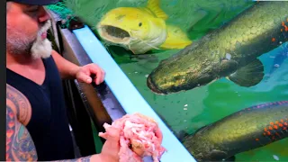 FEEDING OUR MONSTER FISH in the 12,000 GALLON TANK - SHEILLA IS HEALED UP