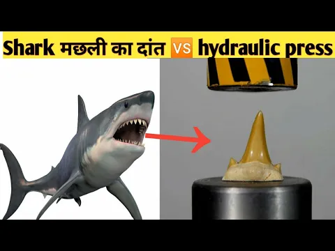 Hydraulic Press Vs Shark Tooth | Shark Tooth Vs Hydraulic Press Experiment |#shorts