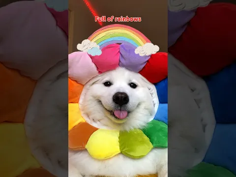 Have a Good Day ☀️ #funny #puppy #cute #dogsofinstagram #tiktok #dog audio:erikscottsmith