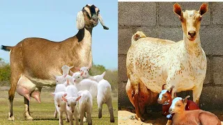 2026 😡  Teddy bakra ka karobar 23 Burberry Teddy  Sabir goat farm Teddy bakri farming