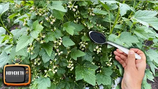 Всего три ложки под смородину после цветения! Ягода прёт крупная проверено годами!