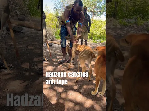 Unexpected Hadzabe  Tribe Catches prey Alive with Dog #hadzabetribe #africantribe #africa