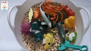 Learn Sea Animals Sea Creature Names English. 바다동물 바다생물  이름 배우기 영어.