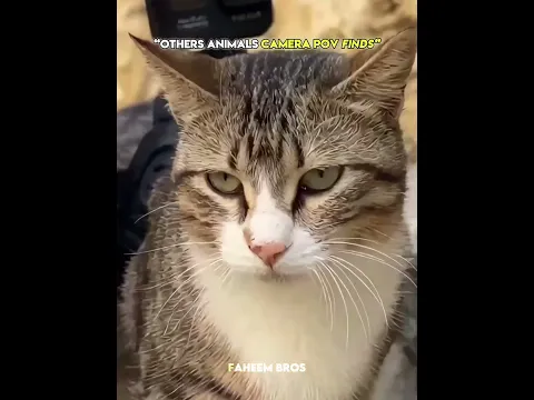 Other animals camera pov finds vs this guy ☠️ #trollface #trollfaceedit #meme #trending