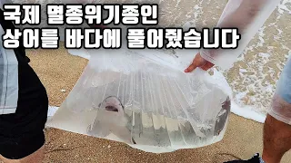 횟집에서 구입해 6개월 동안 키우던 상어가 건강해져서 바다로 보내 주었습니다. 상어야 잘가ㅠ