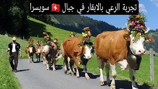 لقيت خدمة راعي البقر سويسري 🇨🇭#switzerland