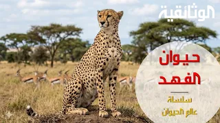 عالم الحيوان | الفهد الصياد - الجزء الأول