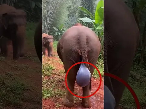 ¡3 Animales Que Nacen De Formas Tan Extrañas Que Parecen Falsos! (Parte 2) 😱