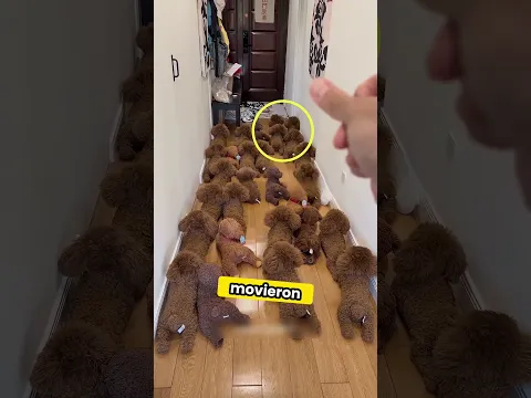 El perrito que se escondía de su dueño para no ir al veterinario 🐶😂