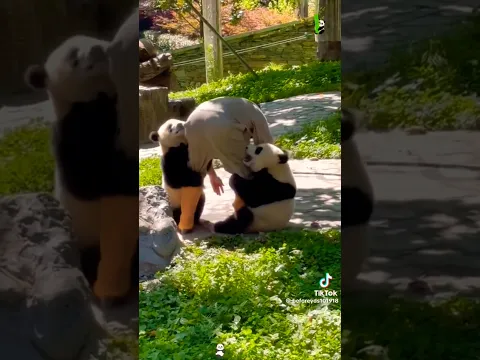 ñmundo de pandas #mivideo #pandas #paraelmundoentero #parati #viralshorts #videoviral #panda #parati