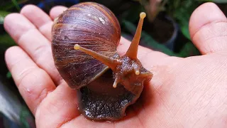 HUNTING SNAILS! Berburu Keong Bekicot, Siput Macan Dan Kepiting [Bekicot Siput Keong & Kelomang]