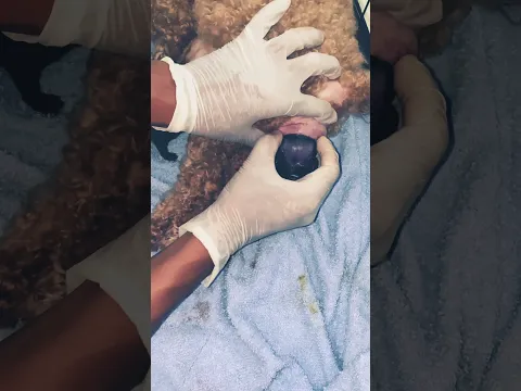 Saving baby dog#dog