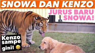 ANJING MENAKLUKAN HARIMAU DENGAN CARA INI.. HANYA SNOWA YANG BISA..