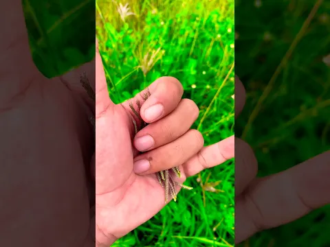 Caterpillar flower😱🐛 #crab #fish #scorpion #millipede#monkey #shorts #frog #dogs #insects #nature