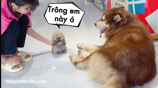 Mẹ Bảo Mật Trông Em Chó Tí Hon Và Cái Kết Ối Dời Ơi - Mật Pet Family