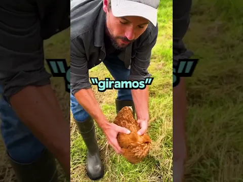 ¿Cómo Dormir A Una Gallina En Segundos?!💤🐔