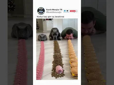Kedi sanırım biraz acıkmış