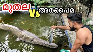മുതലക്ക്‌ തിന്നാൻ "PLASTIC" മീനിനെ കൊടുത്തു!!! | Arapaima vs Aligator