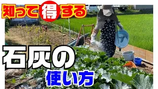 えっ！石灰ってこんな事に利用できるの！？【うどんこ病】【炭疽病】【カルシウム補給】【殺菌】