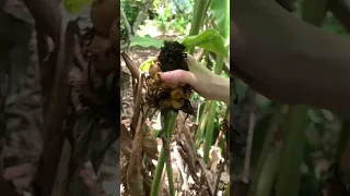 Ngebolang sayur disekitar Rumah