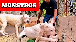 DOGO ARGENTINO