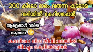 ആളെക്കാൾ വലിയ കടലാമയെ കിട്ടിയപ്പോൾ  One of the biggest jelly fish hunting in Kerala 😳