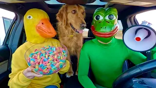 Rubber Ducky Surprises Frog & Puppy with Car Ride Chase