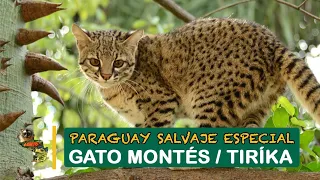 Paraguay Salvaje Especial: Gato Montes