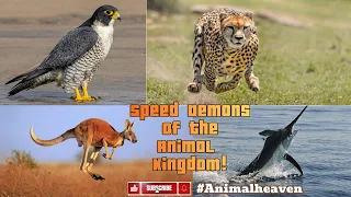 Exploring the Speed Demons of the Animal Kingdom! 🚀 #cheetah #nature #wildlife #viral