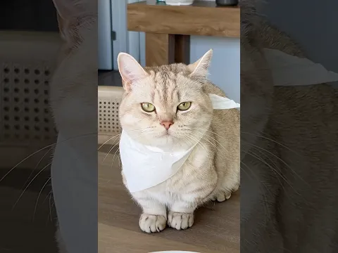 Perks ❌ Purrks ✅ #cat #cats #catlovers #dating #catsofyoutube #catlife