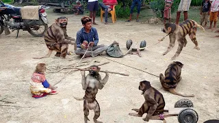 बिनोद खन्ना, पूनम ढिल्लो की नाच आप सबको बंदर का नाच दिखाती हूं|Funny video of monkey