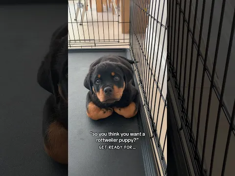 are you sure?? 😅 @nalatheneedyrottie #rottweiler