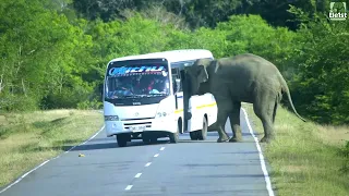 Wild Elephant Confronts Bus on Sri Lankan Road – Intense Jungle Encounter #elephantattack