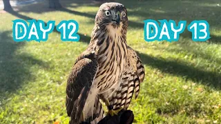 Fancy day 12 and 13!