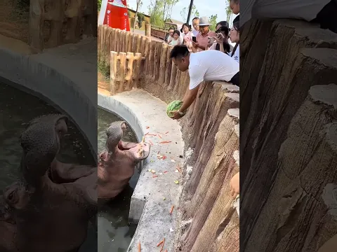 Intentó alimentar al hipopótamo… pero todo salió mal 😳🦛#shorts
