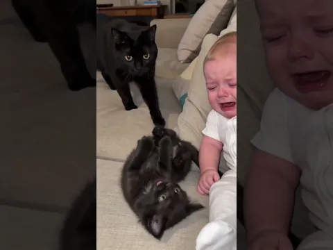 Мама-кошка знает, как воспитывать маленьких зависимых 😹 #cat #веселыекоты #прикольныекоты