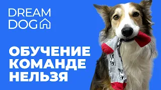 Команда «Нельзя»: обучение запрету на неигровые предметы и коррекция поведения