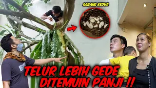 BENER2 MAESTRO, PANJI NEMUIN DUA SARANG ‼️ PANTES BANYAK ULER !!