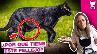 ¿A TU GATO LE CUELGA LA PIEL EN LA BARRIGA? 😹 BOLSA PRIMORDIAL EN GATOS | LA GATERÍA TV
