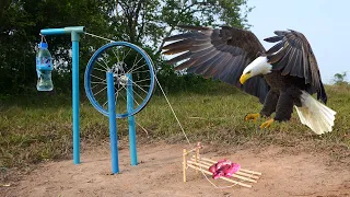 Easy Eagle Trap - Amazing Eagle Bird Trap make from Bicycle legs and PVC Pipe - how to bird trap