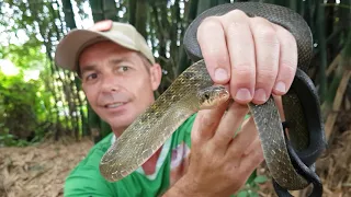 Snake Discovery! - Snake Charmer - What Species of Snake?