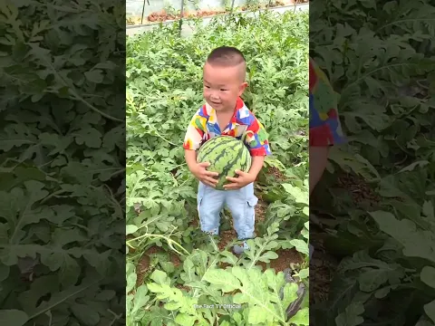 WOW इतने सारे तरबूज 😯😯 | #shorts | #viral