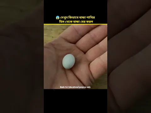 😱 দেখুন লোকটি কিভাবে ডিম থেকে পাখির বাচ্চা বের করলো  | Bird egg to babay bird | #shorts #ytshorts